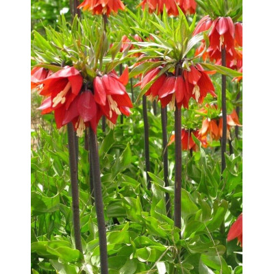 Фритлярія (рибчик) Rubra (бера)