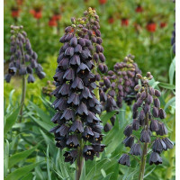 Фритлярія (рятувальник) Persica ( Персика)