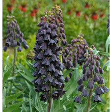 Фритлярія (рятувальник) Persica ( Персика)
