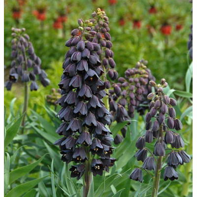 Фритлярія (рятувальник) Persica ( Персика)