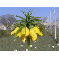 Фритлярія (рябчик) Maxima Lutea ( Максима Лютея)