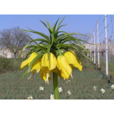 Фритлярія (рябчик) Maxima Lutea ( Максима Лютея)