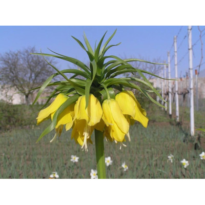 Фритлярія (рябчик) Maxima Lutea ( Максима Лютея)