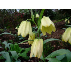 Фритлярія (рябчик) Pallidiflora ( Палідифлора)