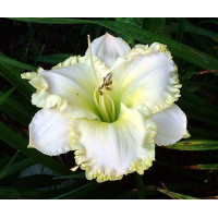Лійник White Temptation (Вайт Темптейшн)