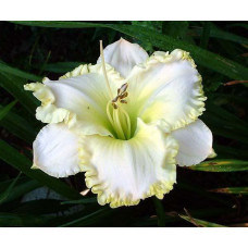 Лійник White Temptation (Вайт Темптейшн)