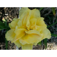 Лійник Yellow Submarine (Еллоу Сабмарин)