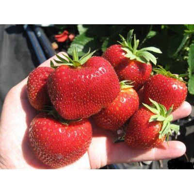Полуниця ремонтантна Іскья, у контейнері