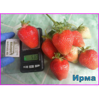 Клубника ремонтантная Ирма в контейнере