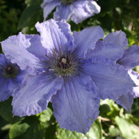 Клематис Blue Angel ( Блакитний Ангел )