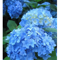 Гортензія великолиста Earlu Blue