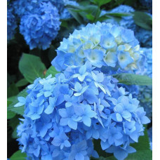 Гортензія великолиста Earlu Blue