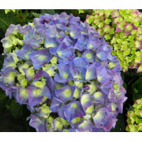 Гортензія великолиста Jip Blue