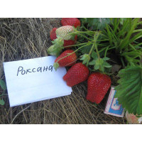 Полуниця середньоподня Роксана
