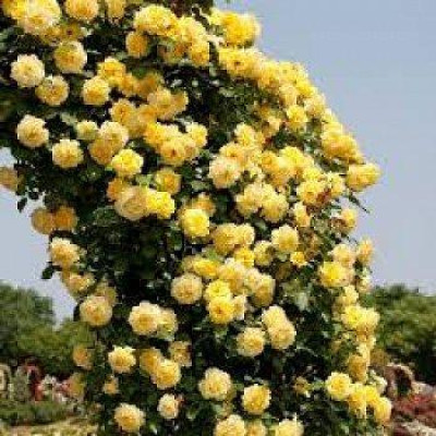 Роза в'юнка Дукат