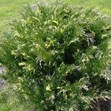Ялівецькозацький Варієгата (Variegata)