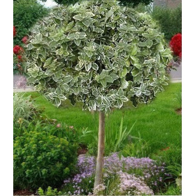Бересклет   Emerald Gaiety на  на  штамбе