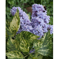 Бузок Aucubaefolia