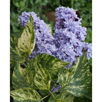Бузок Aucubaefolia