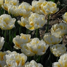 Тюльпан махровий Флемінг евіта