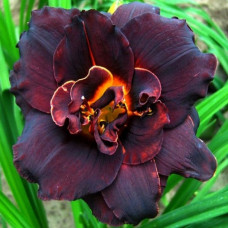 Лійник Вуду Денсер (Hemerocallis Voodoo Dancer)