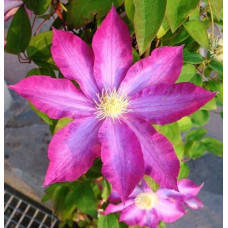 Клематис   Kakio (Pink Champagne)