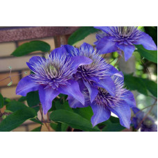 Клематис Multi Blue ( Мульти Блю)