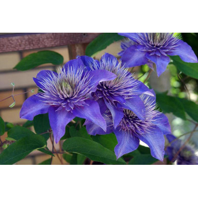 Клематис Multi Blue ( Мульти Блю)