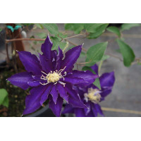 Клематис Клематіс Хакуокан Clematis Hakuookan/Hakeu Ookan