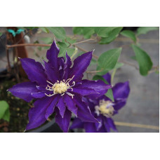 Клематис Клематіс Хакуокан Clematis Hakuookan/Hakeu Ookan