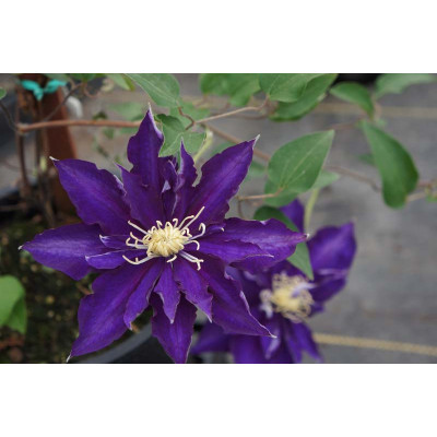 Клематис Клематіс Хакуокан Clematis Hakuookan/Hakeu Ookan