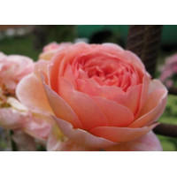 Роза английская   Абрахам Дерби (Abraham Darby) 3х річні