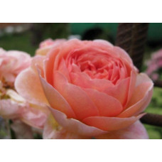 Роза английская   Абрахам Дерби (Abraham Darby) 3х річні