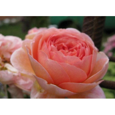 Роза английская   Абрахам Дерби (Abraham Darby) 3х річні