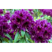Рододендрон Purple Splendour 4х летка