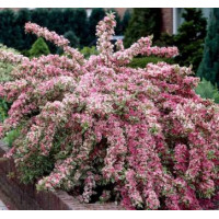 Вейгела квітуча Nana Variegata 3.5летки