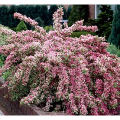 Вейгела квітуча Nana Variegata 3.5летки