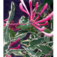 Капріфоль (бімолость) Variegata