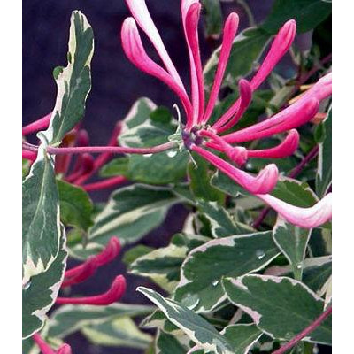Капріфоль (бімолость) Variegata