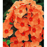 Флокс Orange Perfection