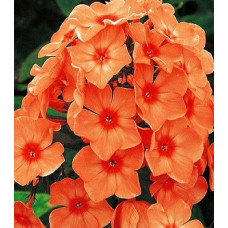 Флокс Orange Perfection