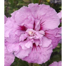 Гібіскус деревовидний сирійський Lavender Chiffon 3хлетка