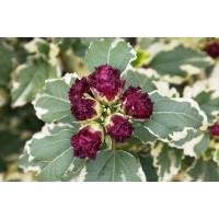 Гібіскус деревовидний Purpureus Variegatus