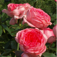 Роза La Rose de Molinard (Ля Роз де Молинар) Delbard 3х річні