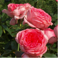 Роза La Rose de Molinard (Ля Роз де Молинар) Delbard 3х річні