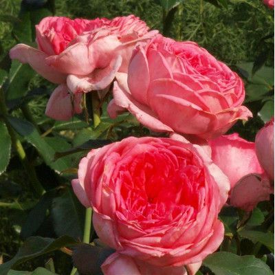 Роза La Rose de Molinard (Ля Роз де Молинар) Delbard 3х річні