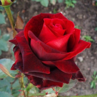 Роза Лавли ред(Lovely Red)
