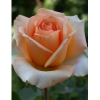 Роза Версилия (Rosa Versilia) 2х річні