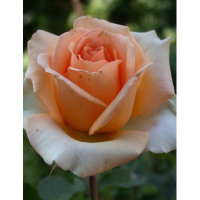 Роза Версилия (Rosa Versilia) 2х річні