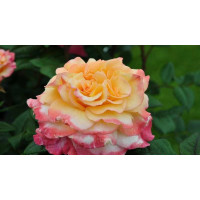 Роза чайно-гибридная Rose Aquarel (Роза Акварель)